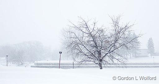 Snowstorm 20160216_DSCF5896.jpg - Photographed along the Rideau Canal Waterway at Smiths Falls, Ontario, Canada.